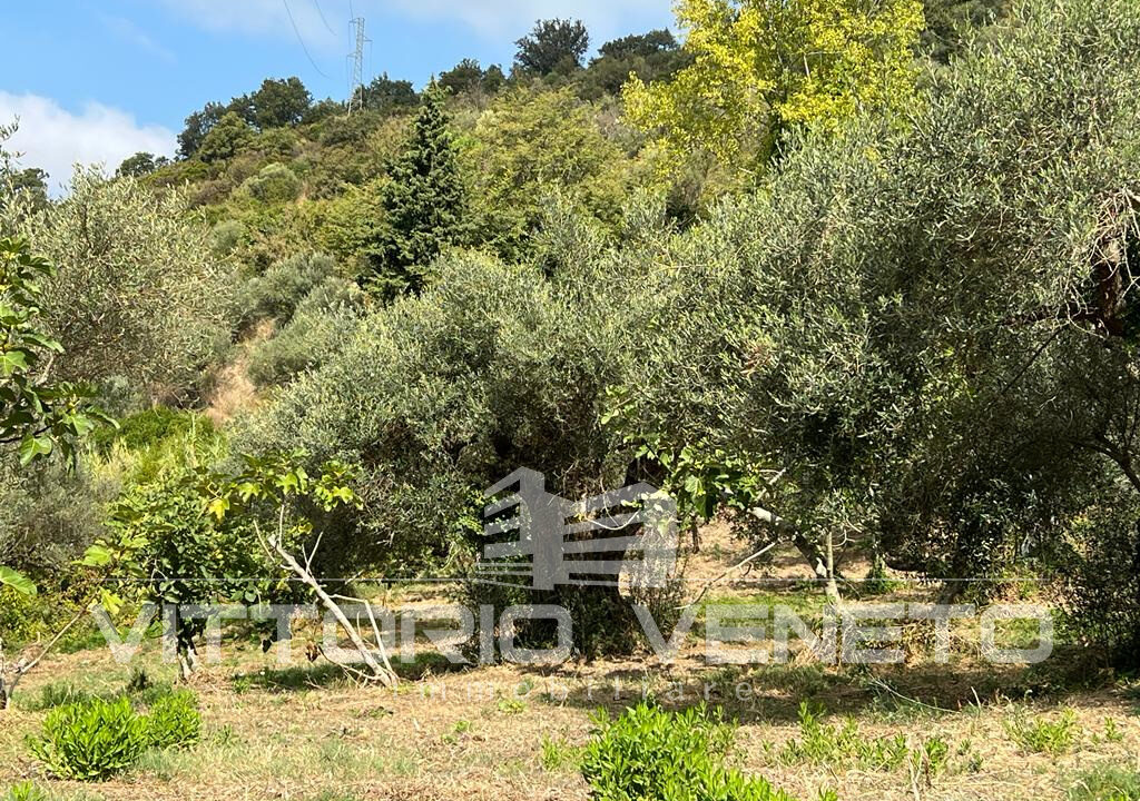 Terreno (17)